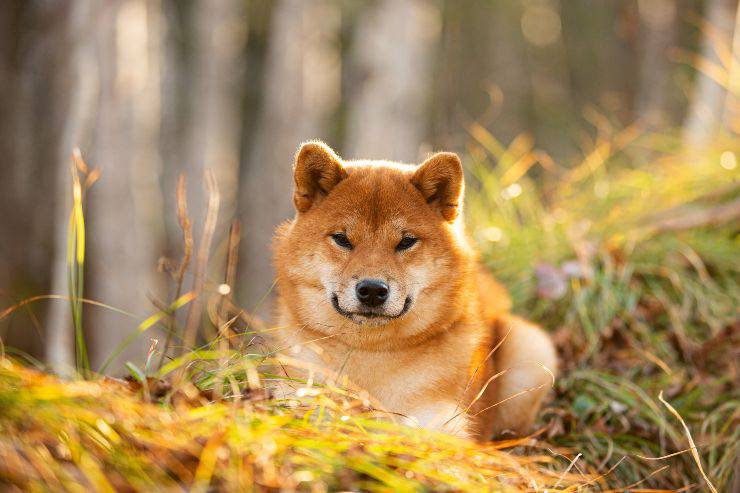 razze di cani con gli occhi a mandorla