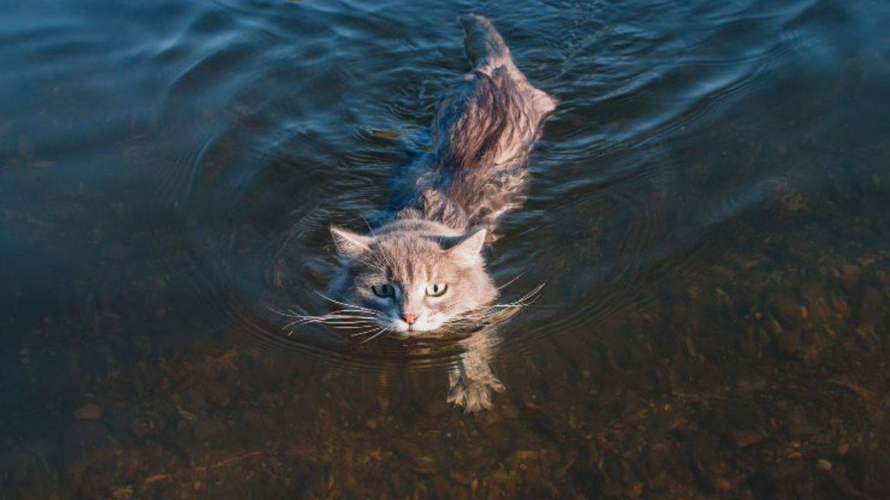 gatto caduto ponte fiume