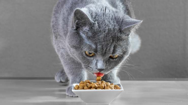 razze di gatti che amano mangiare