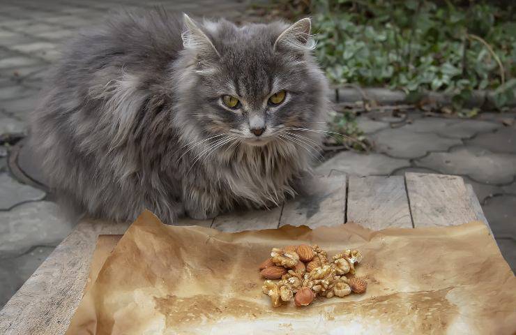  gatti con occhi a mandorla