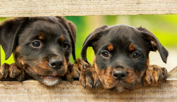 Cuccioli di rottweiller (Foto pixabay)