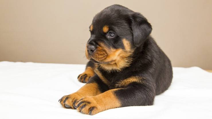 rottweiler cane cucciolo