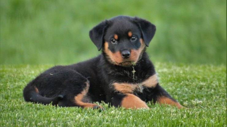 rottweiler cane cucciolo curiosità