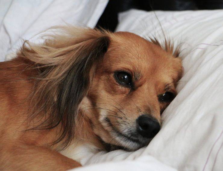 Cane da solo sul cuscino