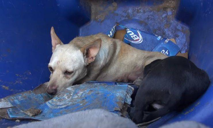 cagnolino salvato bidone spazzatura