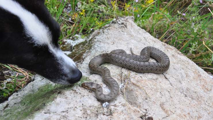 cane morso da serpente