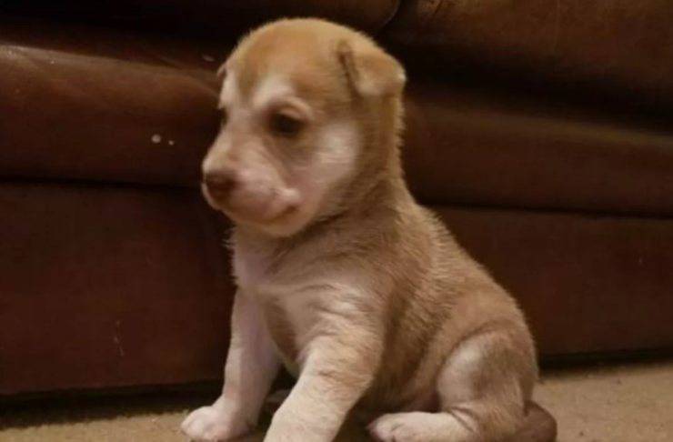 cucciolo cane abbandonato secchio spazzatura 