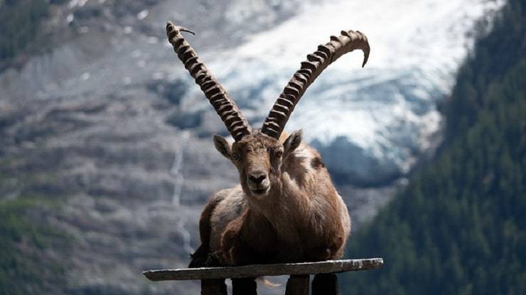 fauna montagna stambecco