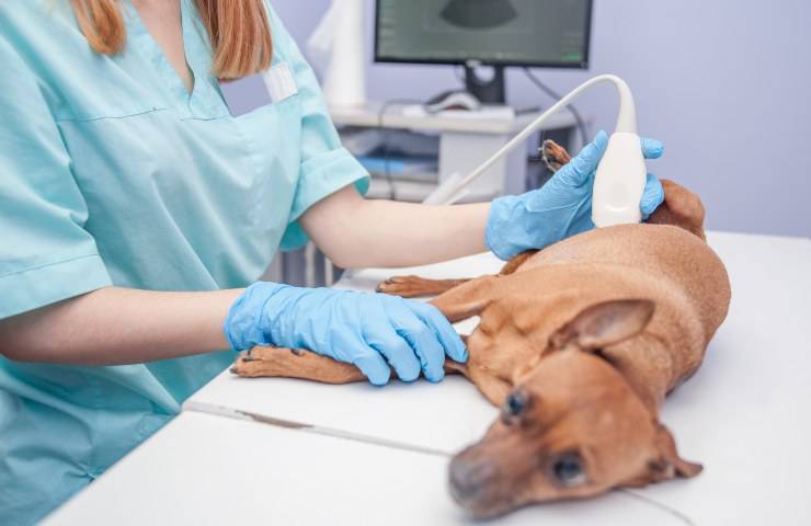 cane stitico dal veterinario