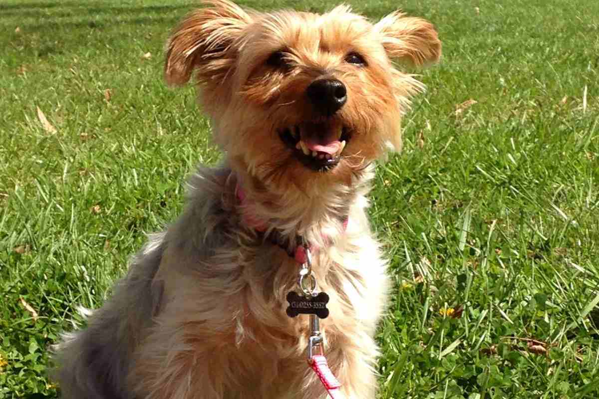 Nomi per cani: i più belli ed originali. Come scegliere il nome per il tuo cane