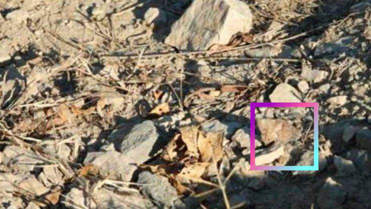 test visivo farfalla soluzione