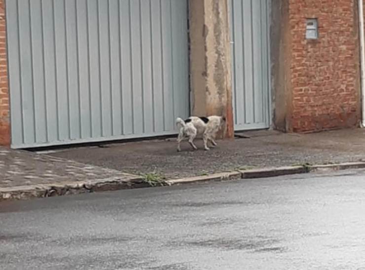 cane abbandonato salvato vicina