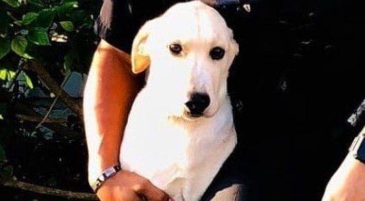 Il cucciolo di cane adottato poliziotto salvato