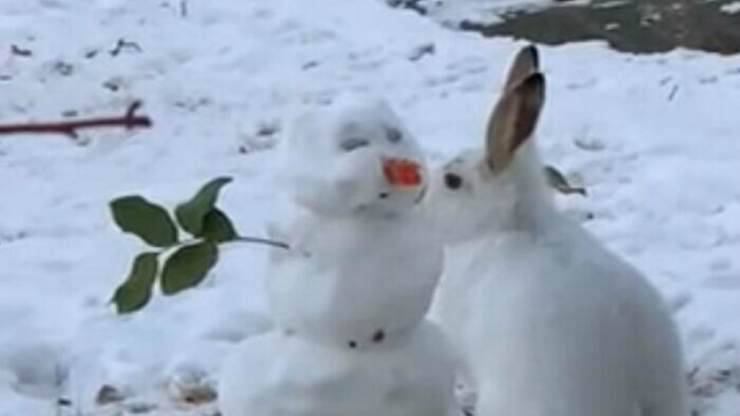 Il coniglietto furbo (Foto video)