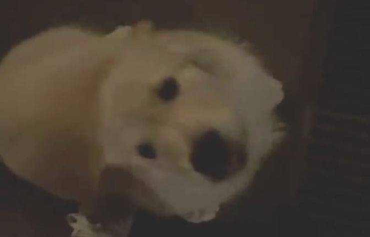 Il cane nel video (Foto video Instagram)