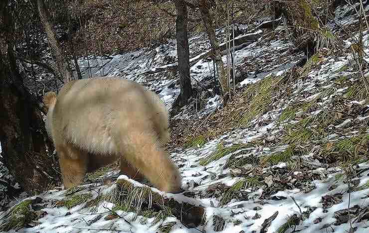 Panda gigante albino