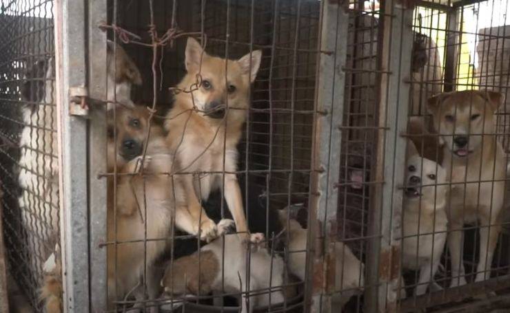 170 cani allevamento orrori