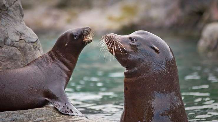 differenza tra leone marino e foca