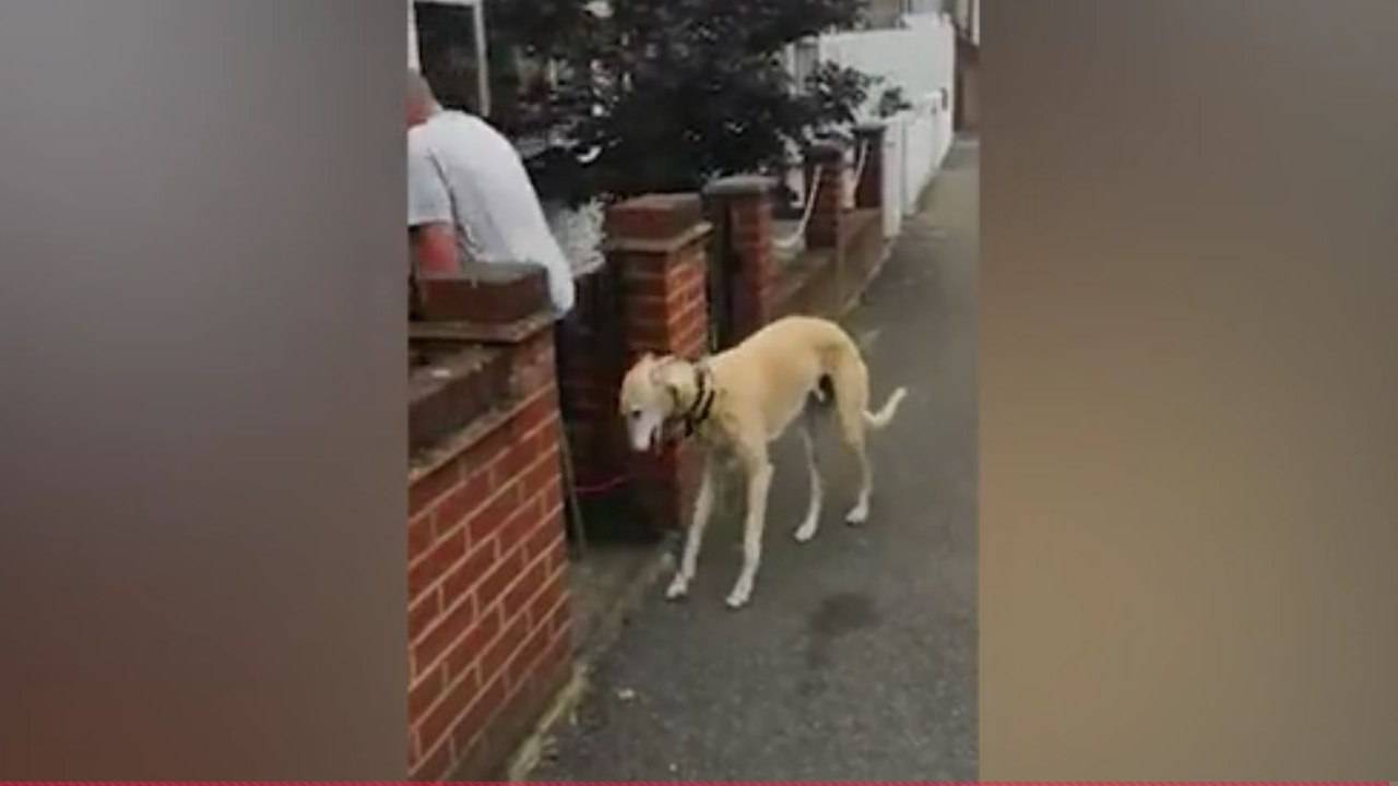 Cane Che Zoppica Solo Quando Si Alza