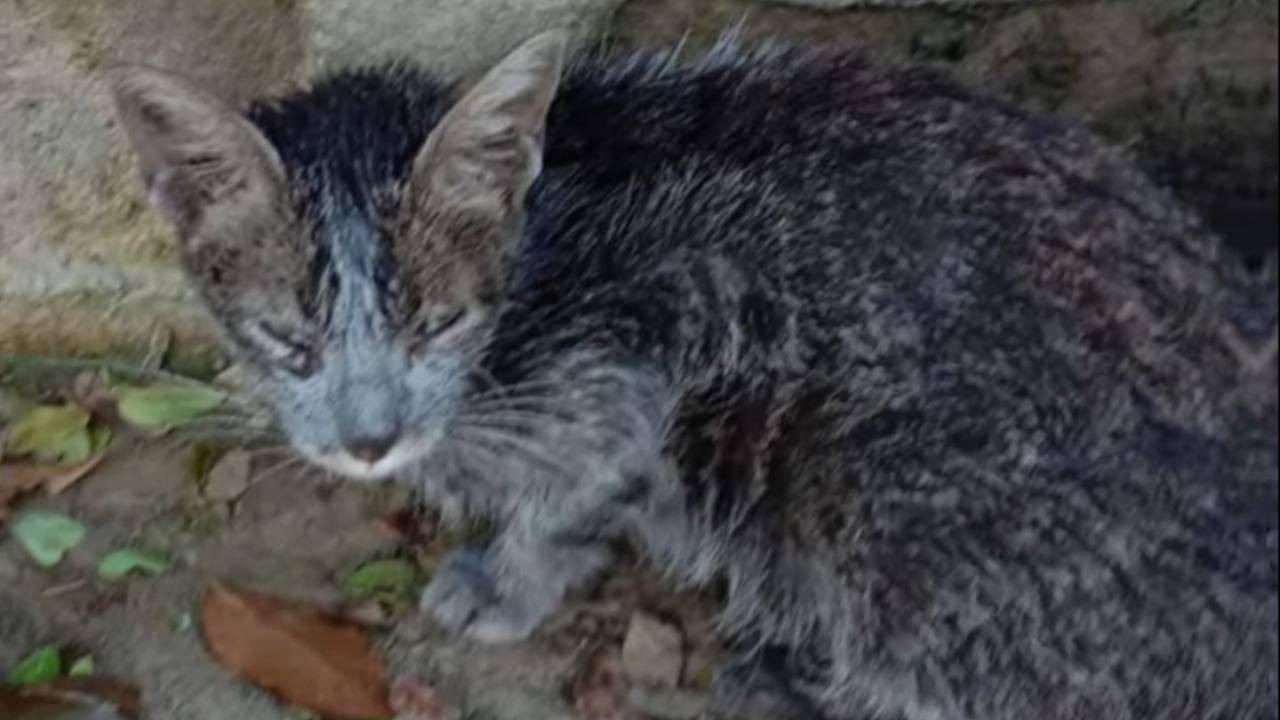 Salva un gatto randagio grigio scopre che è solo sporco - VIDEO