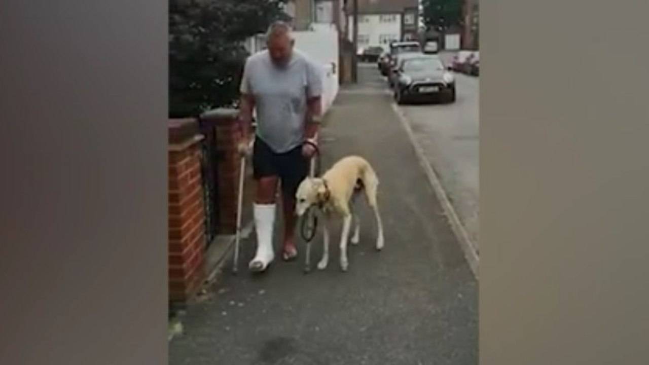 Cane Che Zoppica Solo Quando Si Alza