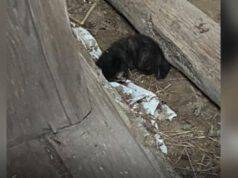 Due bambini trovano tre gattini in un fienile, cercano aiuto bambini trovano tre gattini fienile