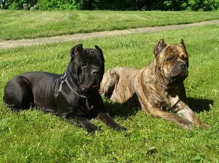 cane corso adottare padrone ideale