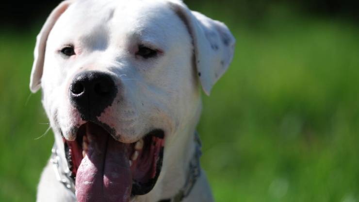 dogo argentino alimentazione dieta mangiare