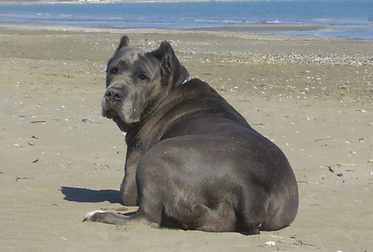 cane corso razze cani compatibili coinquilini