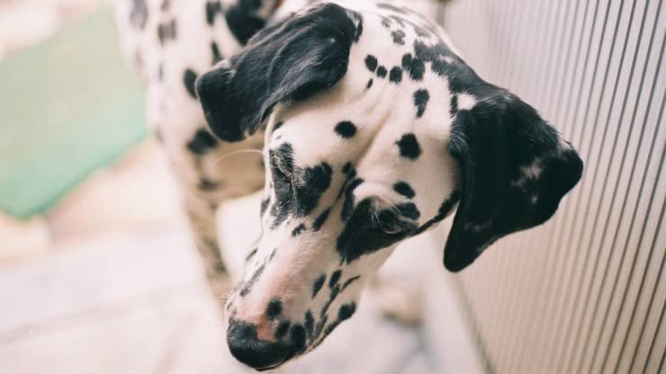 cane dalmata cani sordi da un solo orecchio