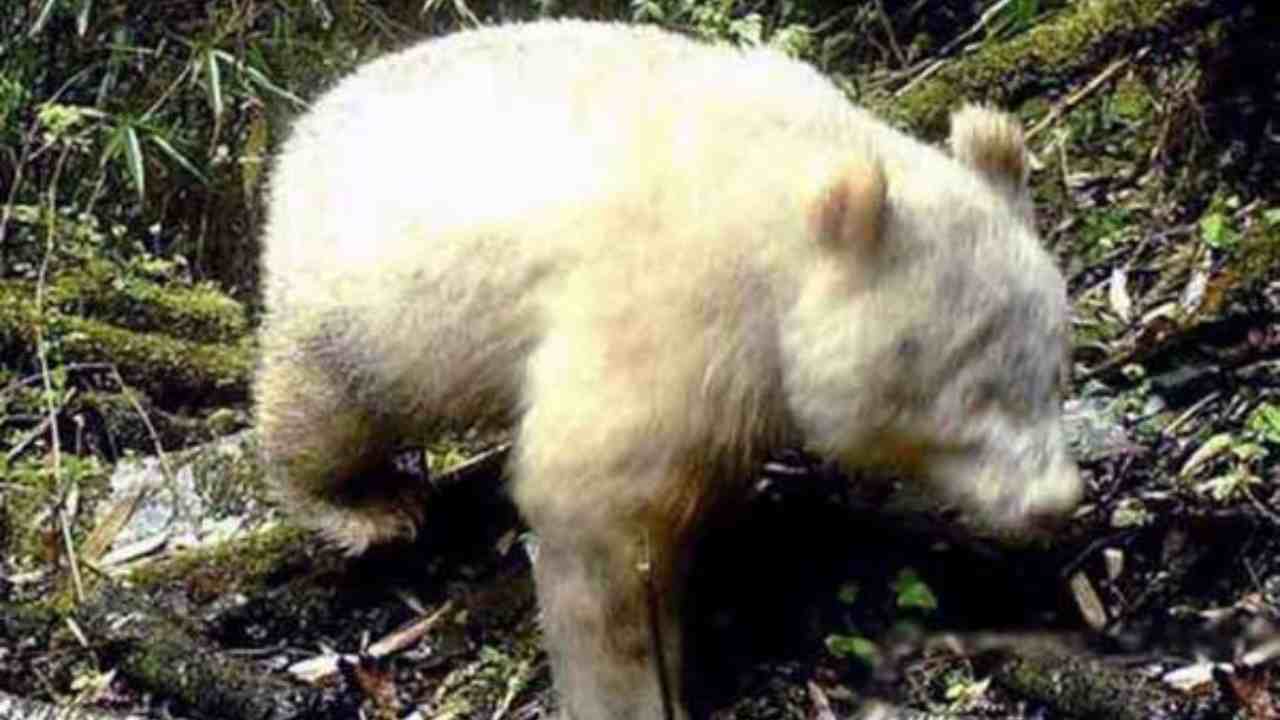 Panda gigante albino