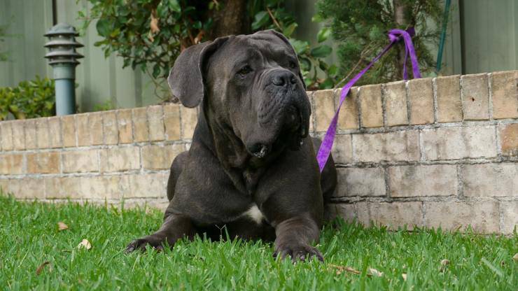 Cane Corso alimentazione dieta mangiare