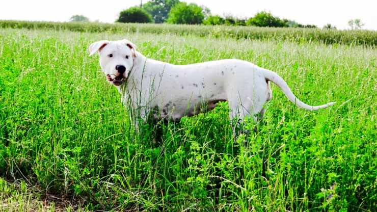 dogo argentino razze cani compatibili