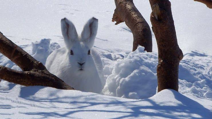 animali sulla neve