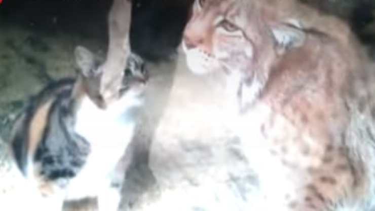 La lince e la gattina (Foto video)