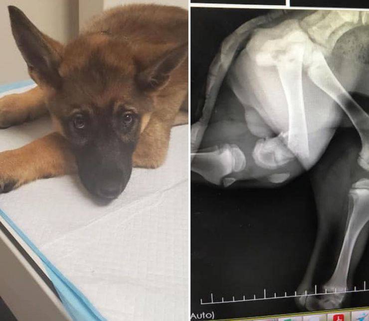 cane frattura zampa incidente eutanasia