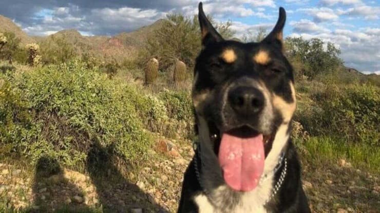 Il cane Sarge trova una famiglia dopo aver trascorso 628 giorni in un rifugio