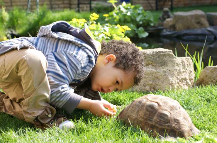 Il bambino si prende cura della tartaruga