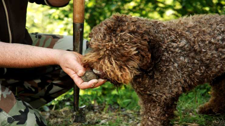 Olfatto dei cani da tartufo