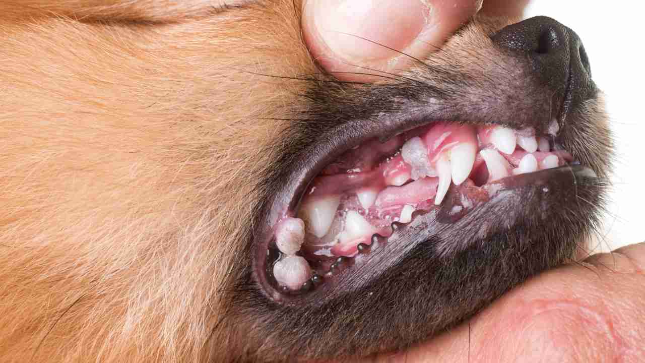 Ulcere alla bocca nel cane