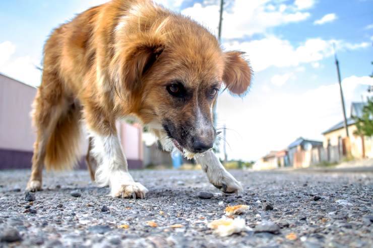 Cosa mangiano i cani in natura