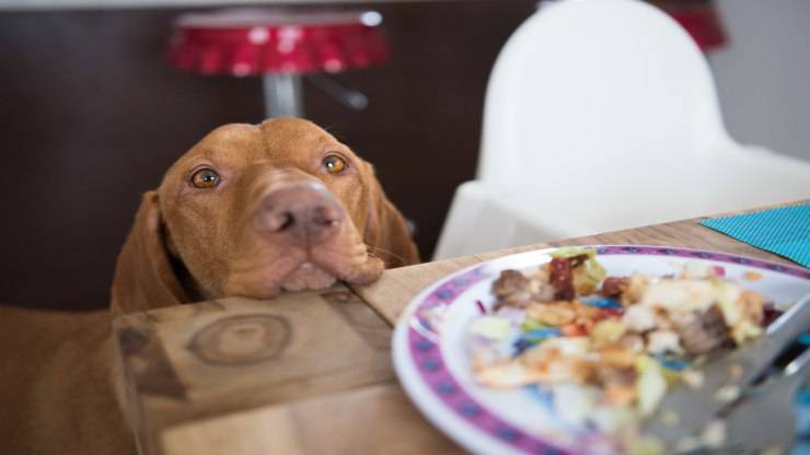 Il cane ha mangiato troppo a Natale