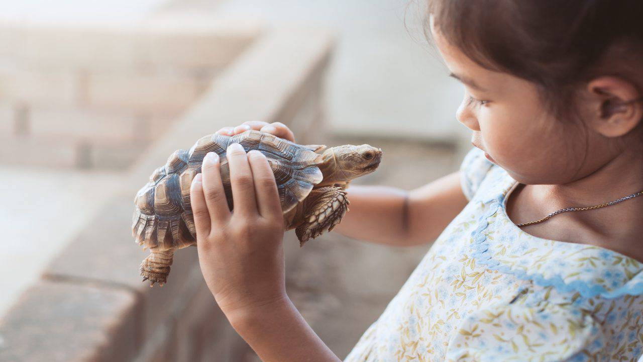 Il bambino si prende cura della tartaruga