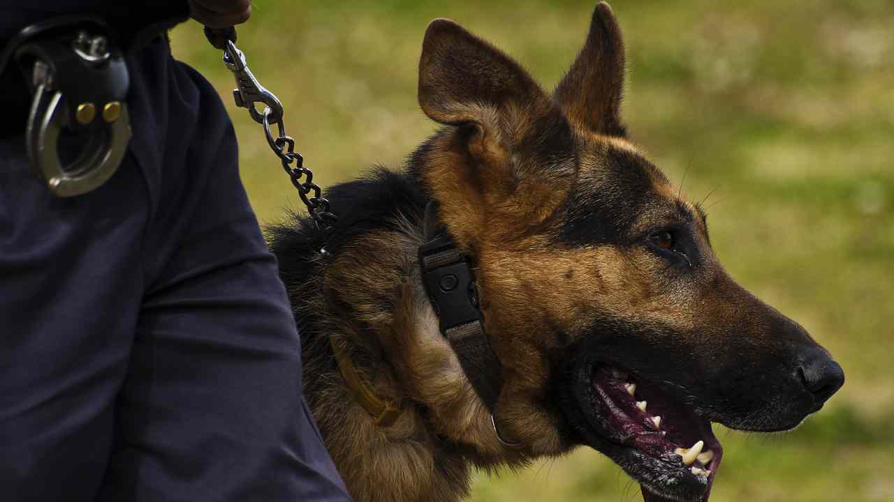 Cani anti-Covid all'aeroporto di Cuneo