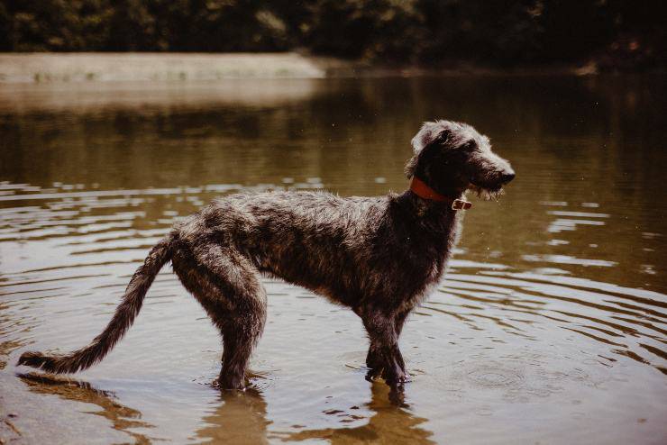 Razze di cani con le zampe più forti: Levriero scozzese