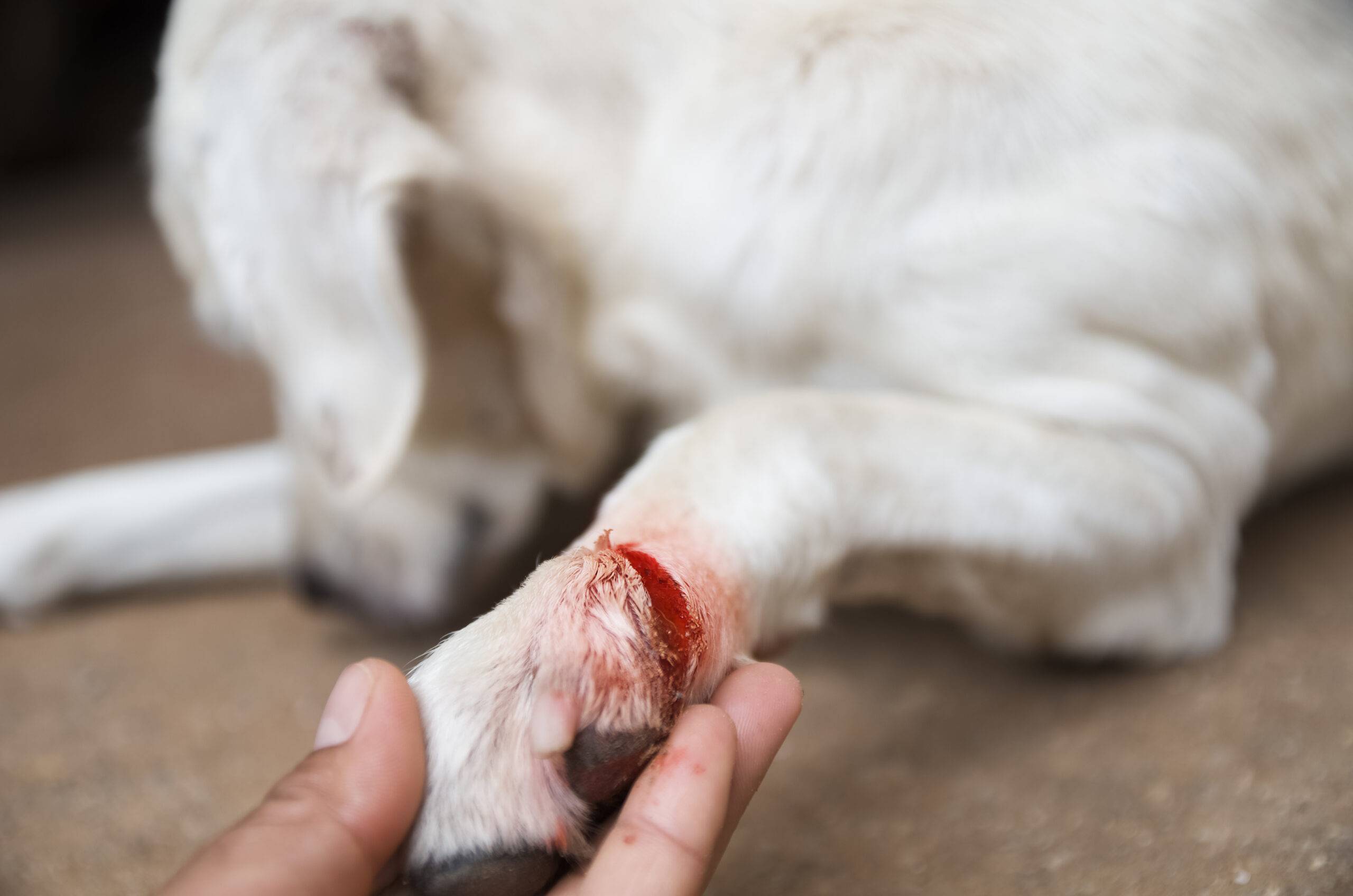 Acqua ossigenata per il cane