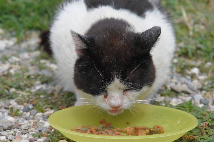 Cosa dare da mangiare a un gatto randagio