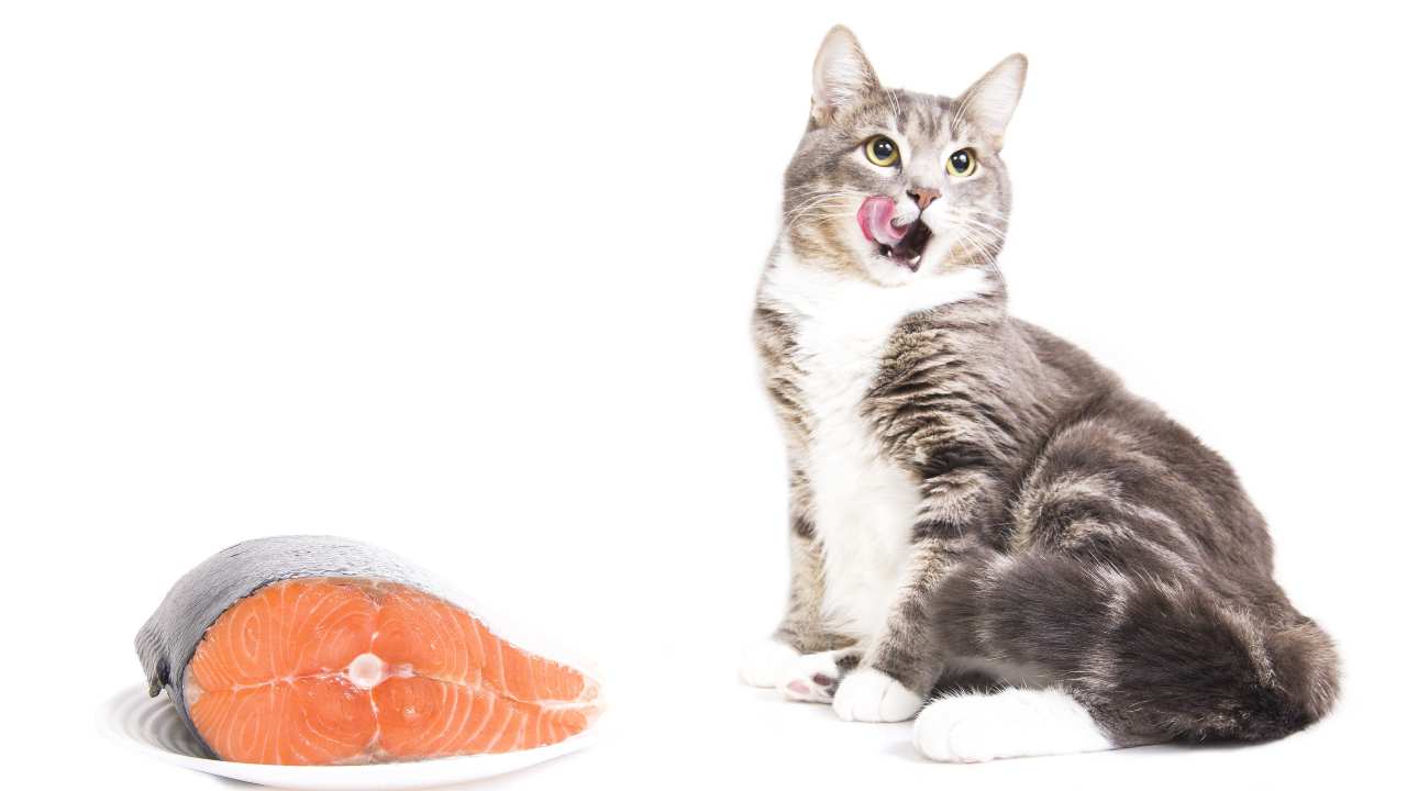 Il gatto può mangiare il salmone?