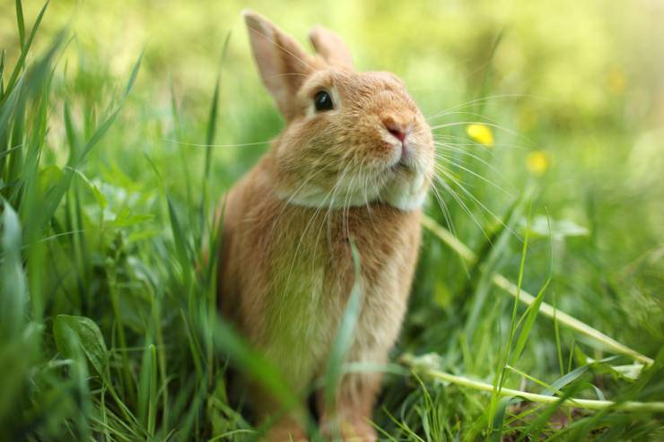 Quanto vive un coniglio