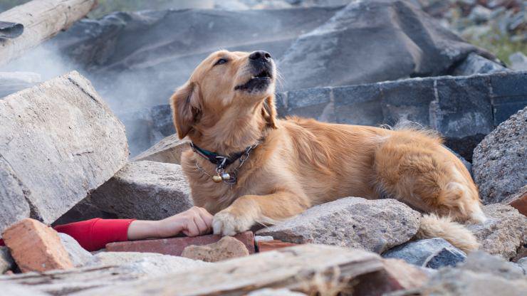 Cani da salvataggio da terremoto